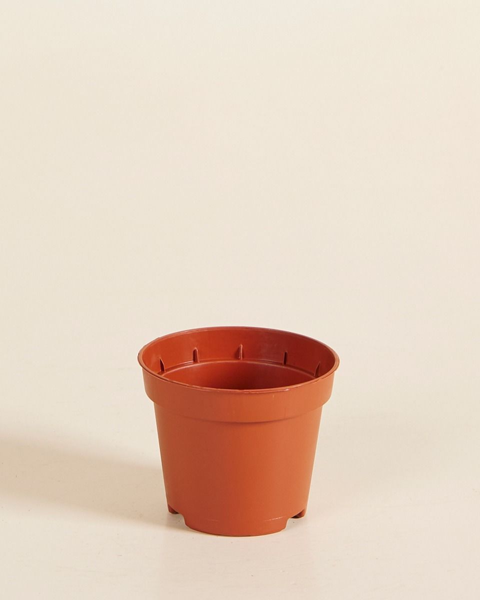 Fioriera da vivaio arancione  Ø 6 cm