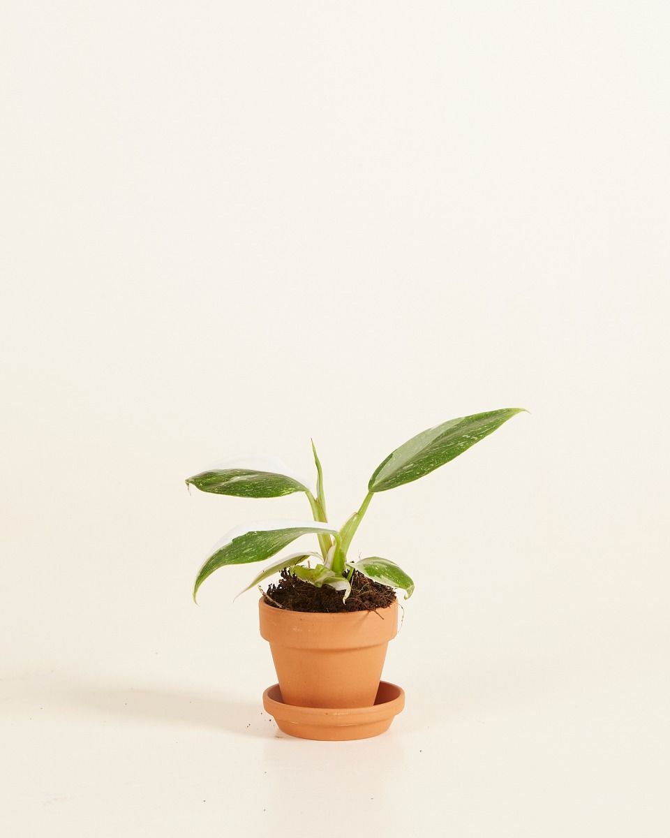 Baby Orange Terracotta Pot Ø 5 cm