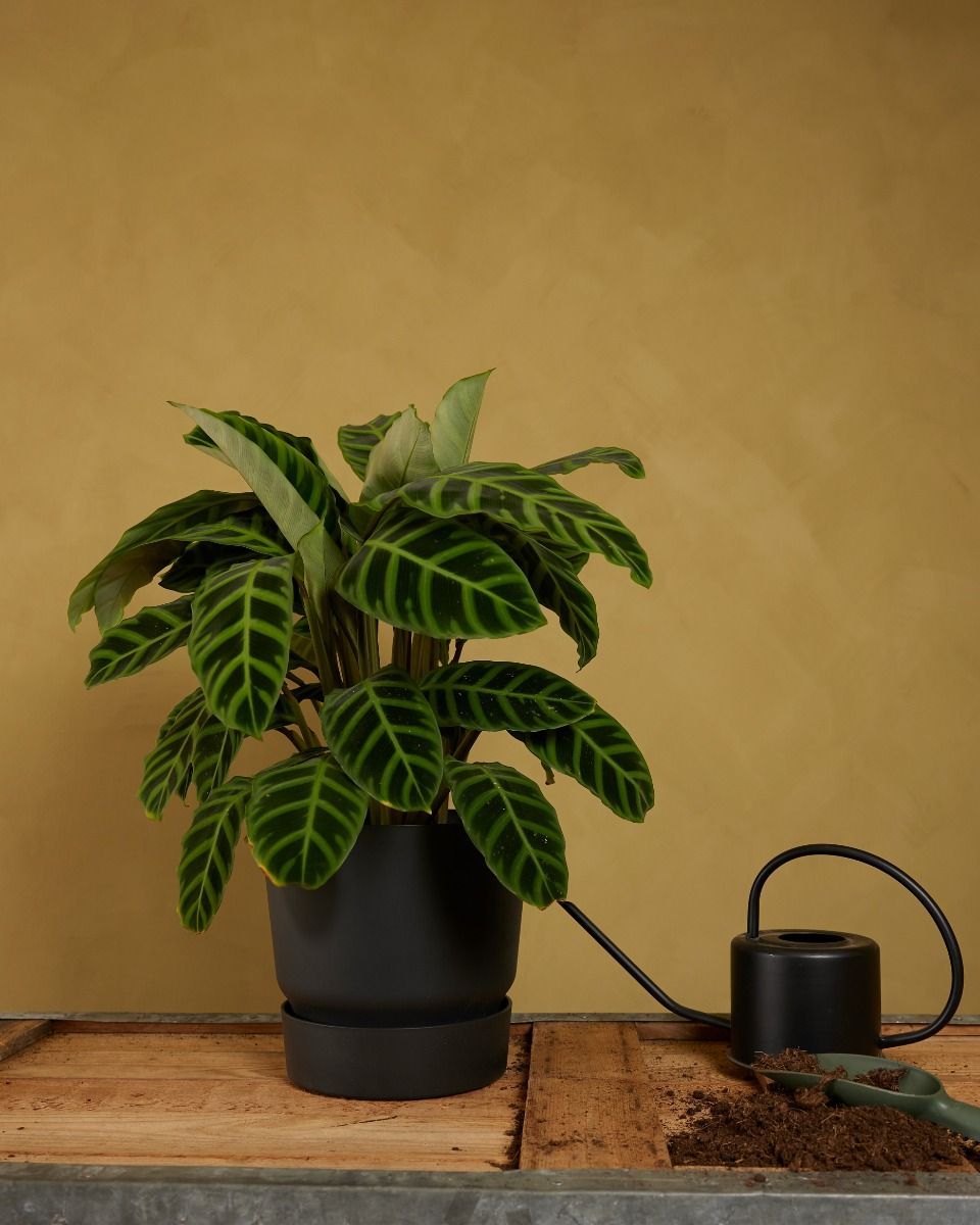 Elho Miles Round Pot Black 24 cm