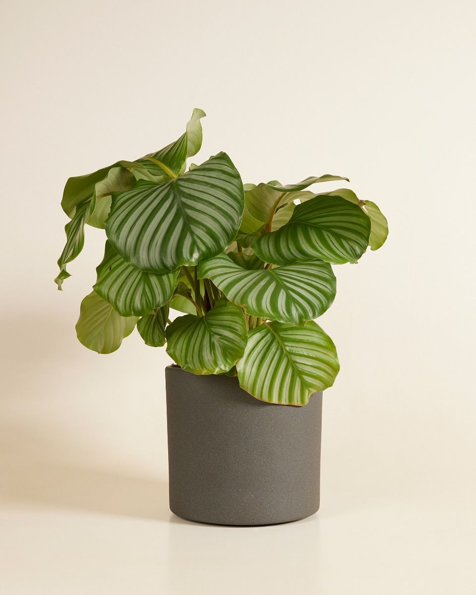 Penny Pot Dark Grey Ø 21 cm