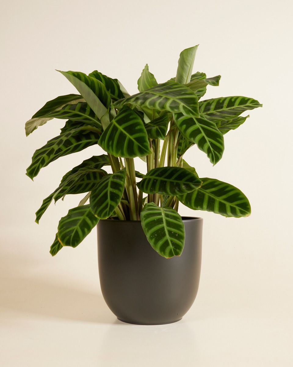 Lexi Pot Ceramic Ø 23 cm