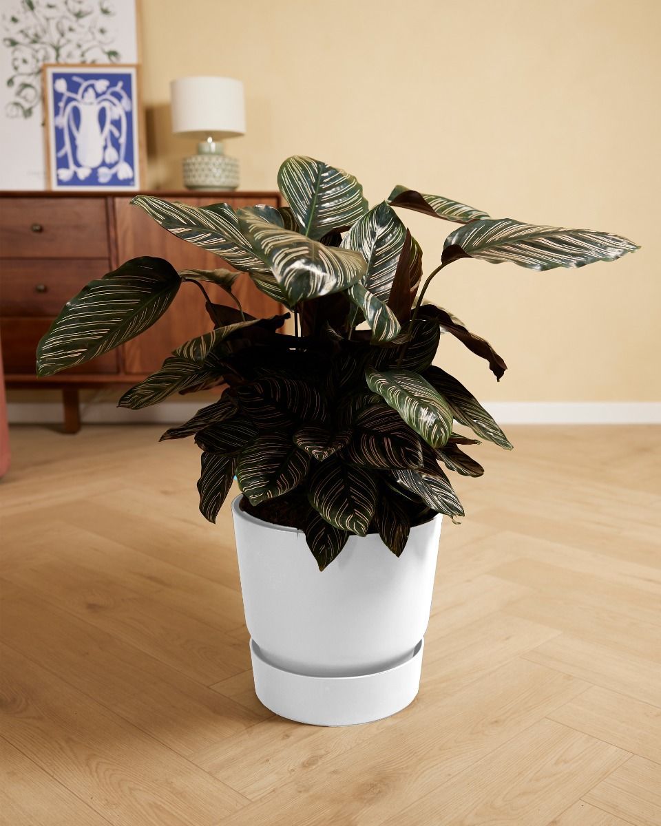 Elho Miles Round Pot White 30 cm