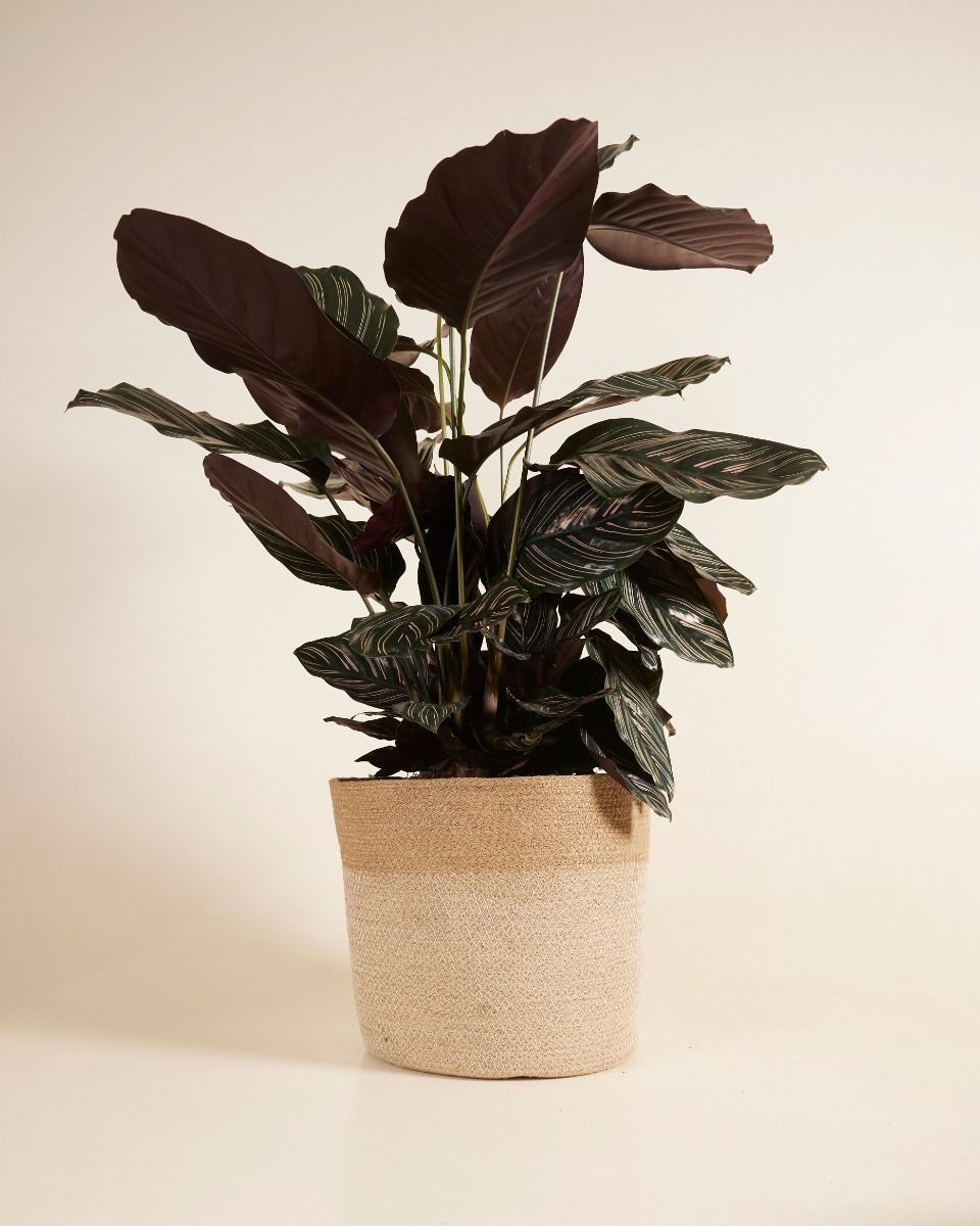 Nina Mand  Ø 32 cm