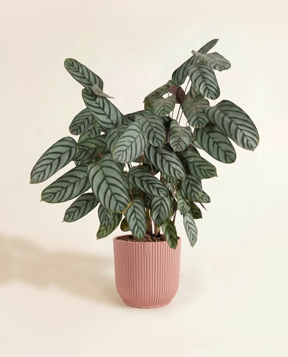 Elho Vibes Fold Ø 22 cm