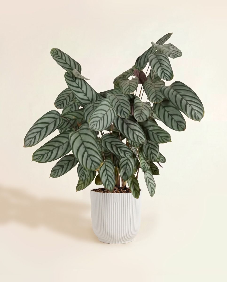 Elho Vibes Fold Ø 22 cm