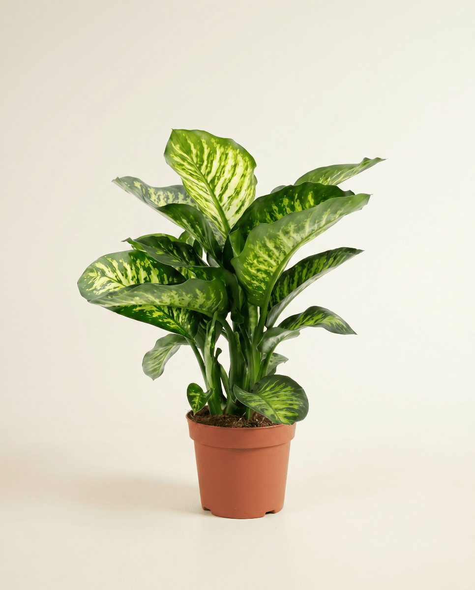 Dieffenbachia Dumb cane Camilla
