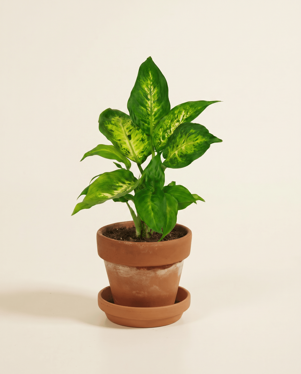 Baby Dieffenbachia Dieffenbachia Camilla
