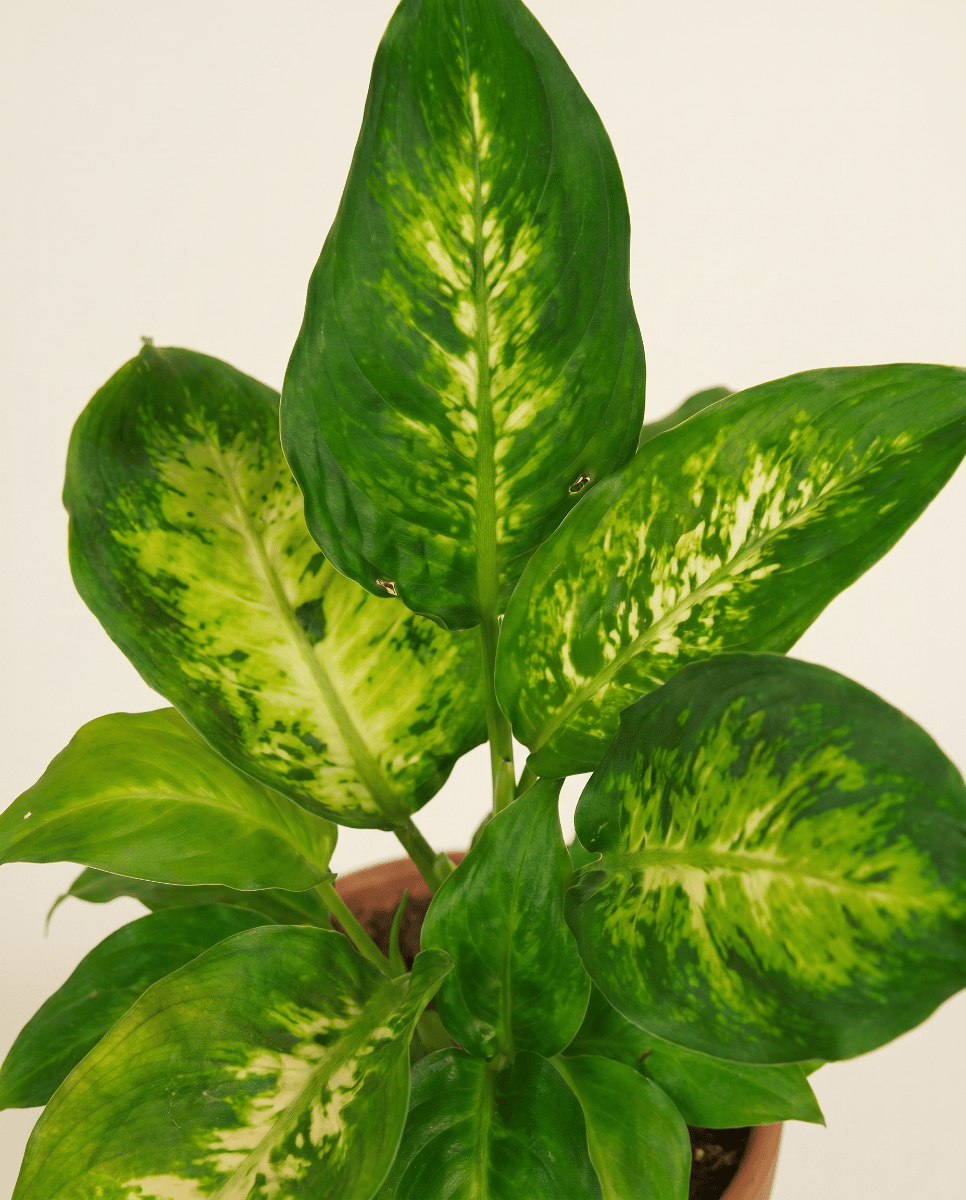 Baby Dieffenbachia Dieffenbachia Camilla