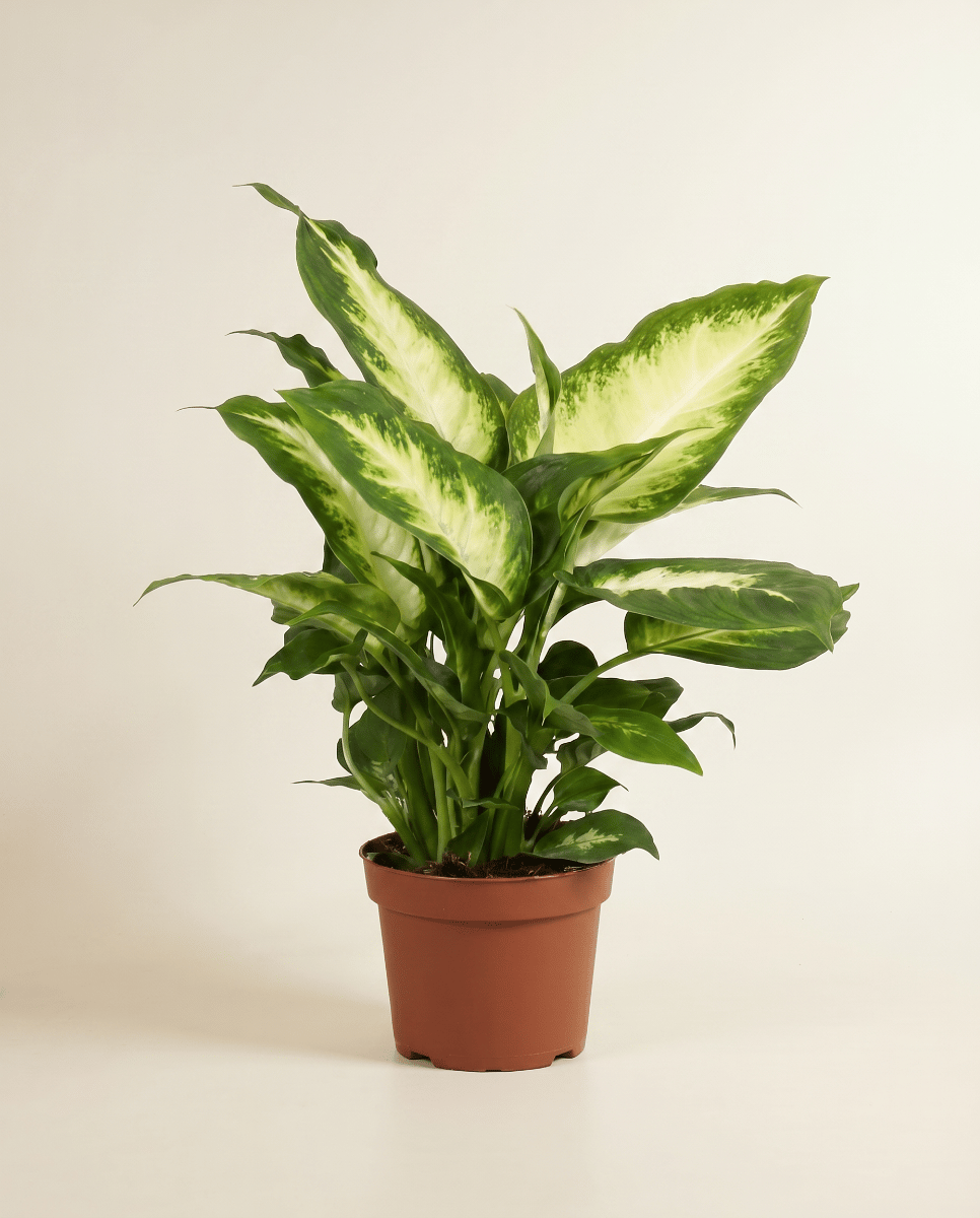 Dieffenbachia Dieffenbachia Maroba