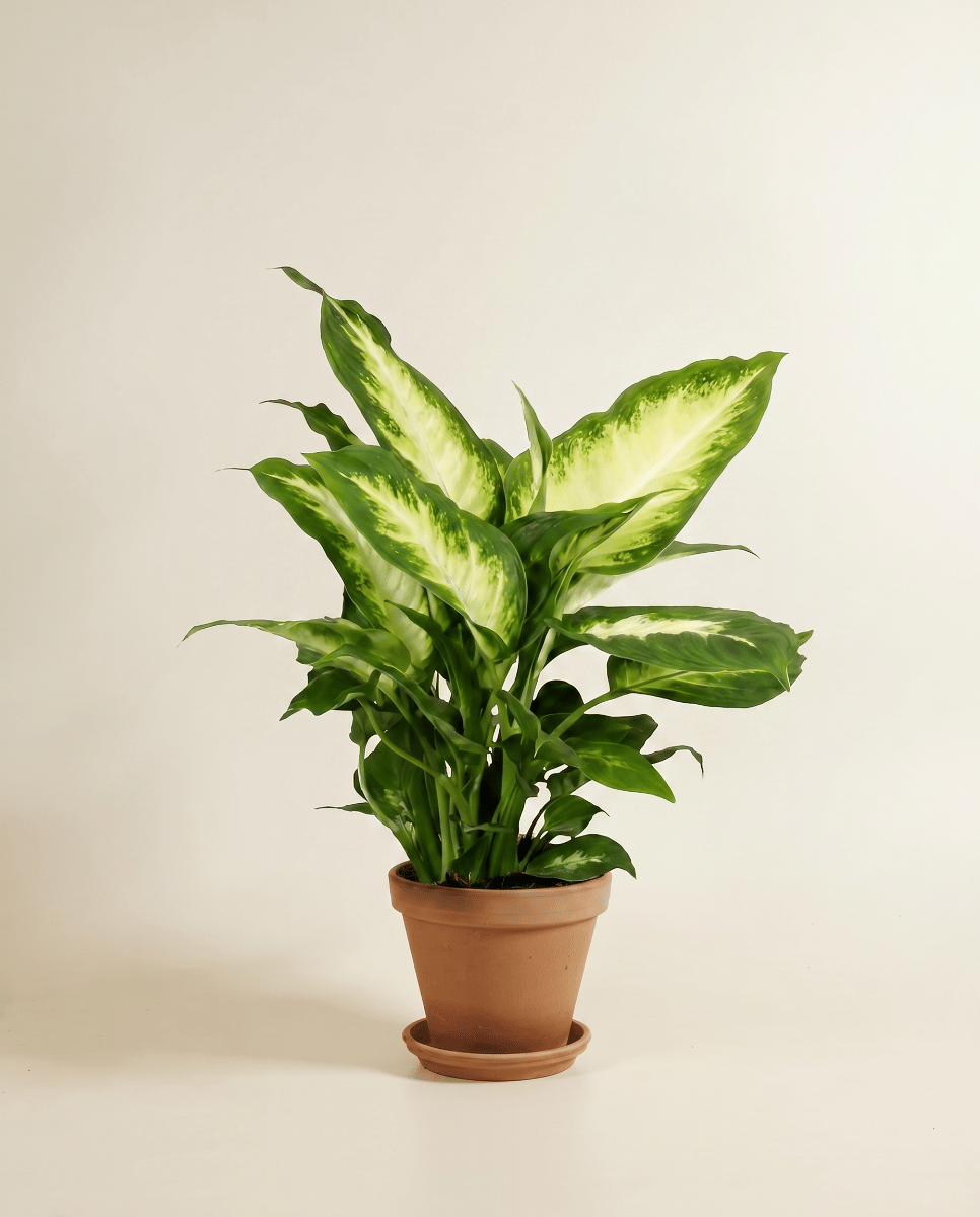 Dieffenbachia Dumb cane Maroba