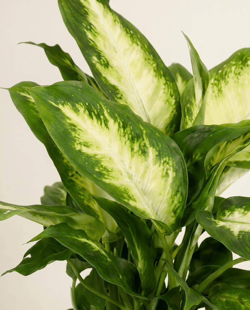 Dieffenbachia Dumb cane Maroba