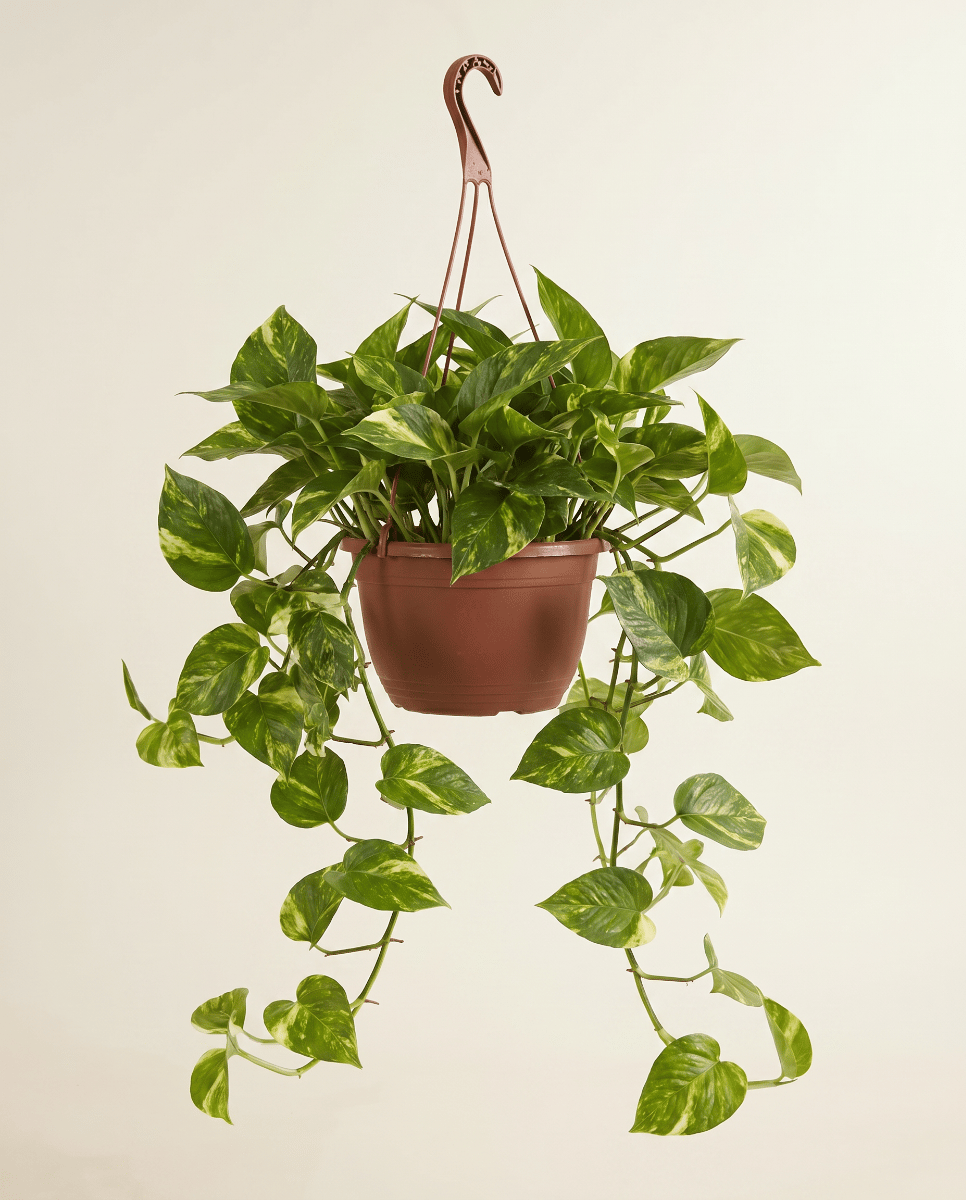 Epipremnum Devil's Ivy Marble Queen Hanging