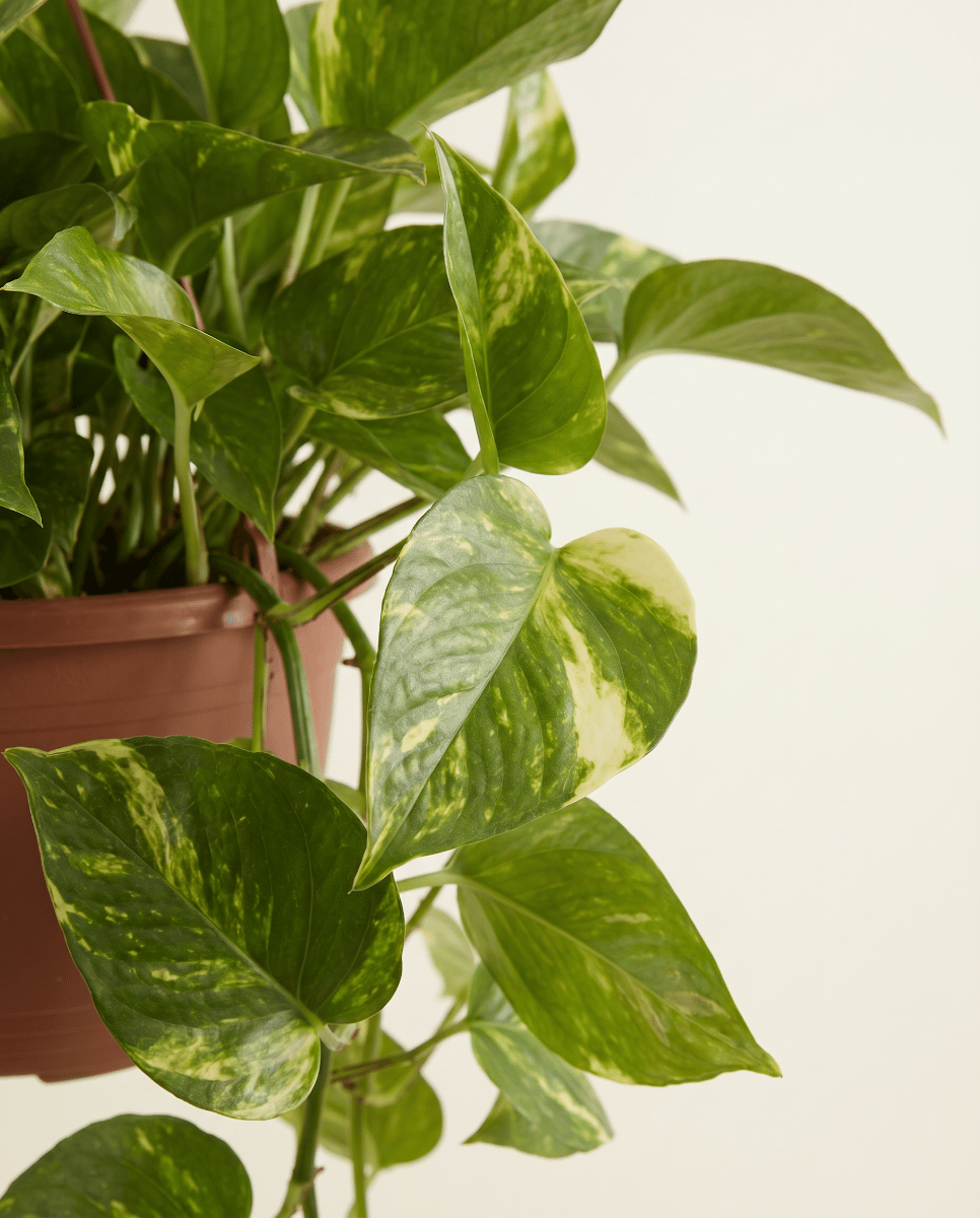 Epipremnum Devil's Ivy Marble Queen Hanging