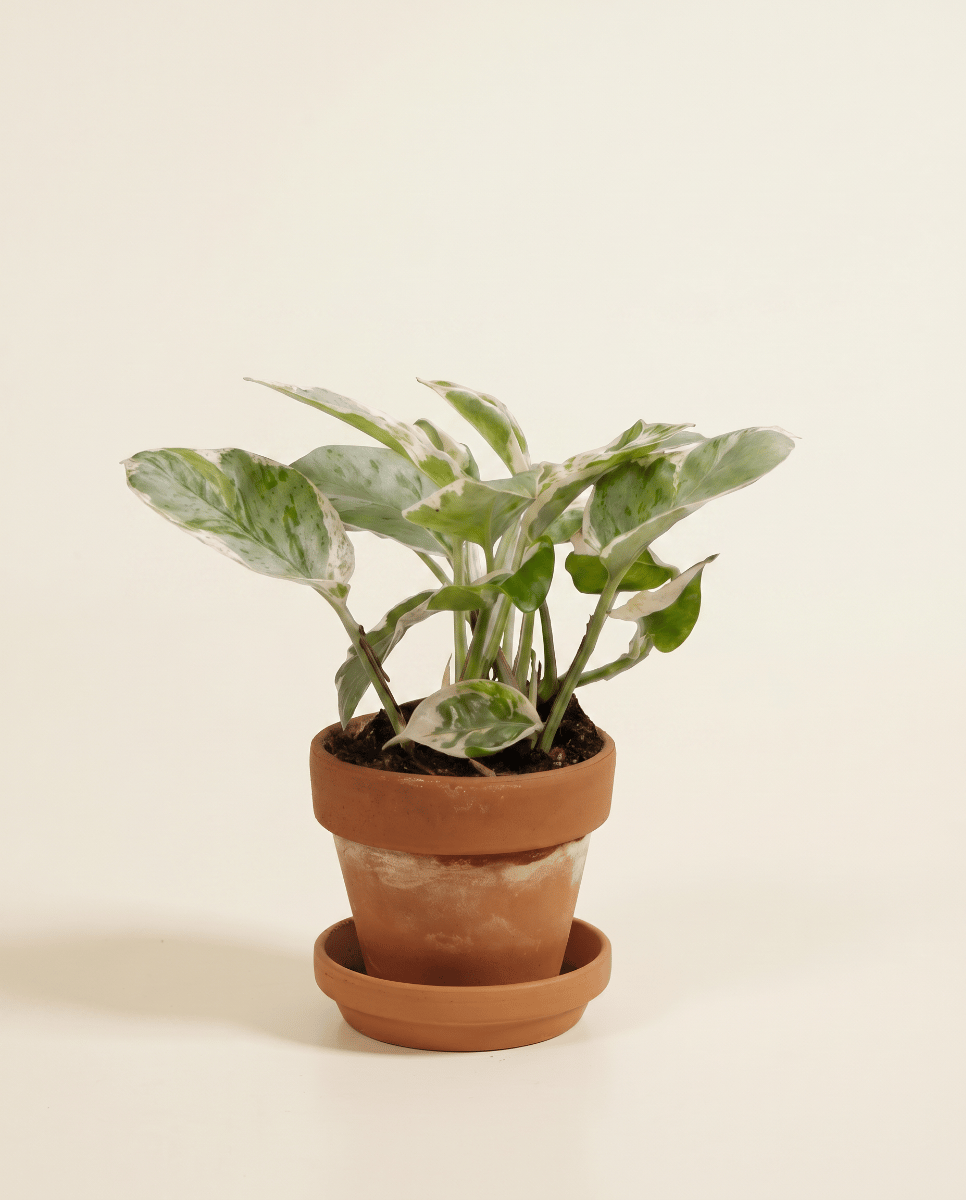 Bébé Epipremnum Pothos Aureum Njoy