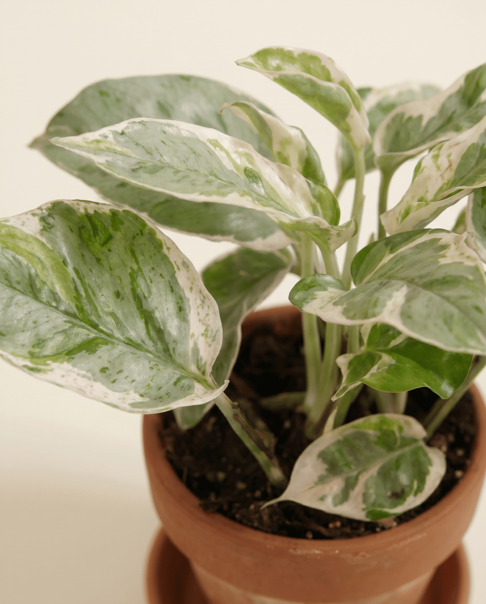 Bébé Epipremnum Pothos Aureum Njoy