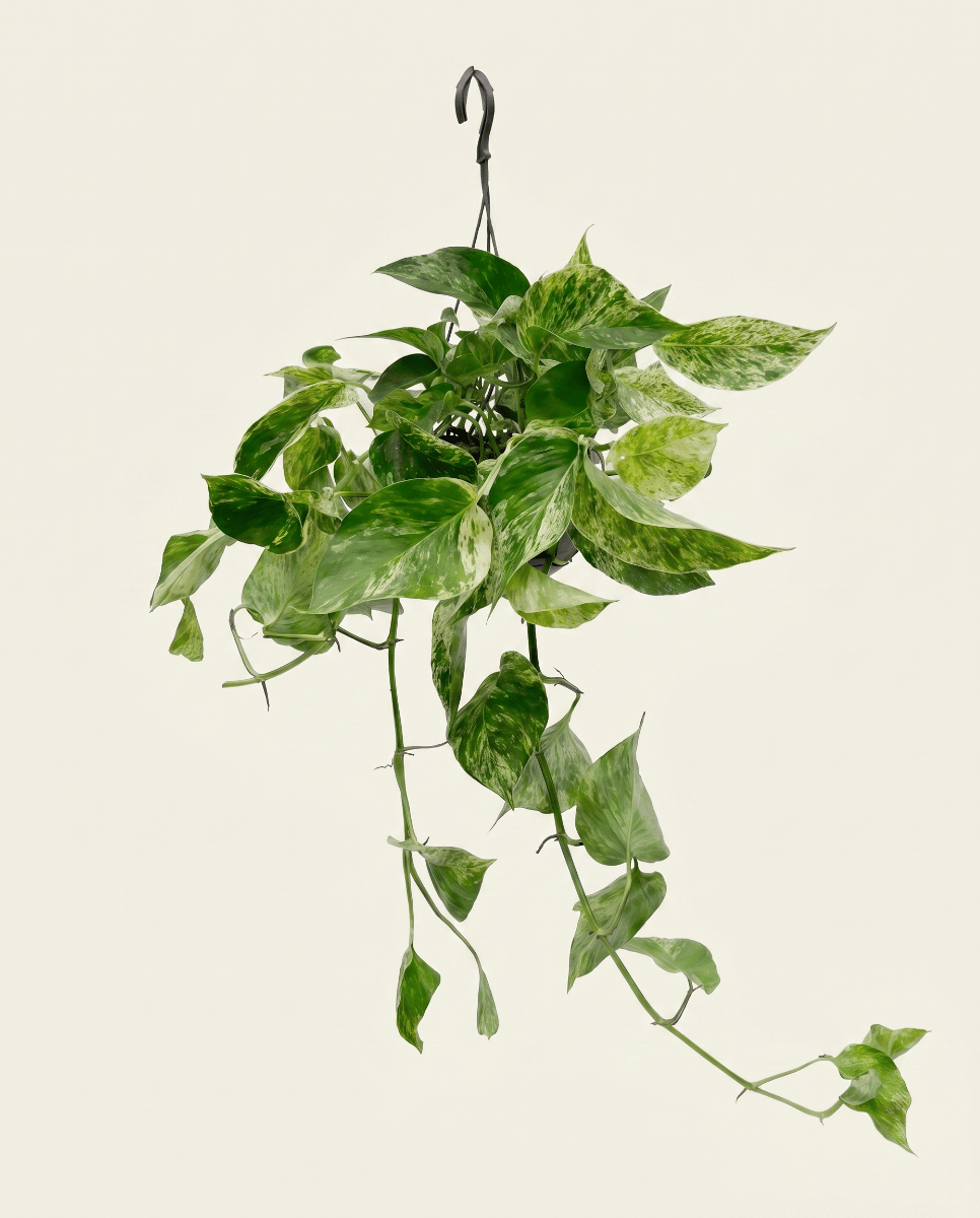 Epipremnum Devil's Ivy Marble Queen Hanging