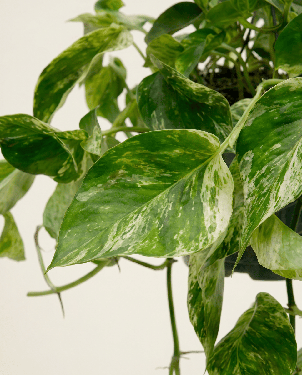 Epipremnum Potos Marble Queen Hanging