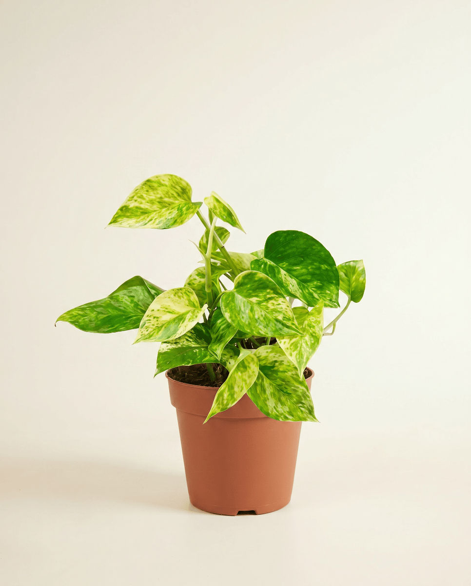 Epipremnum Devil's Ivy Marble Queen