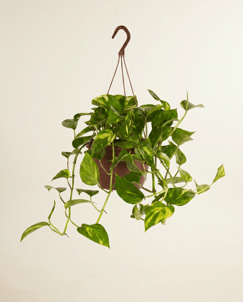 Epipremnum Pothos Pinnatum Aureum