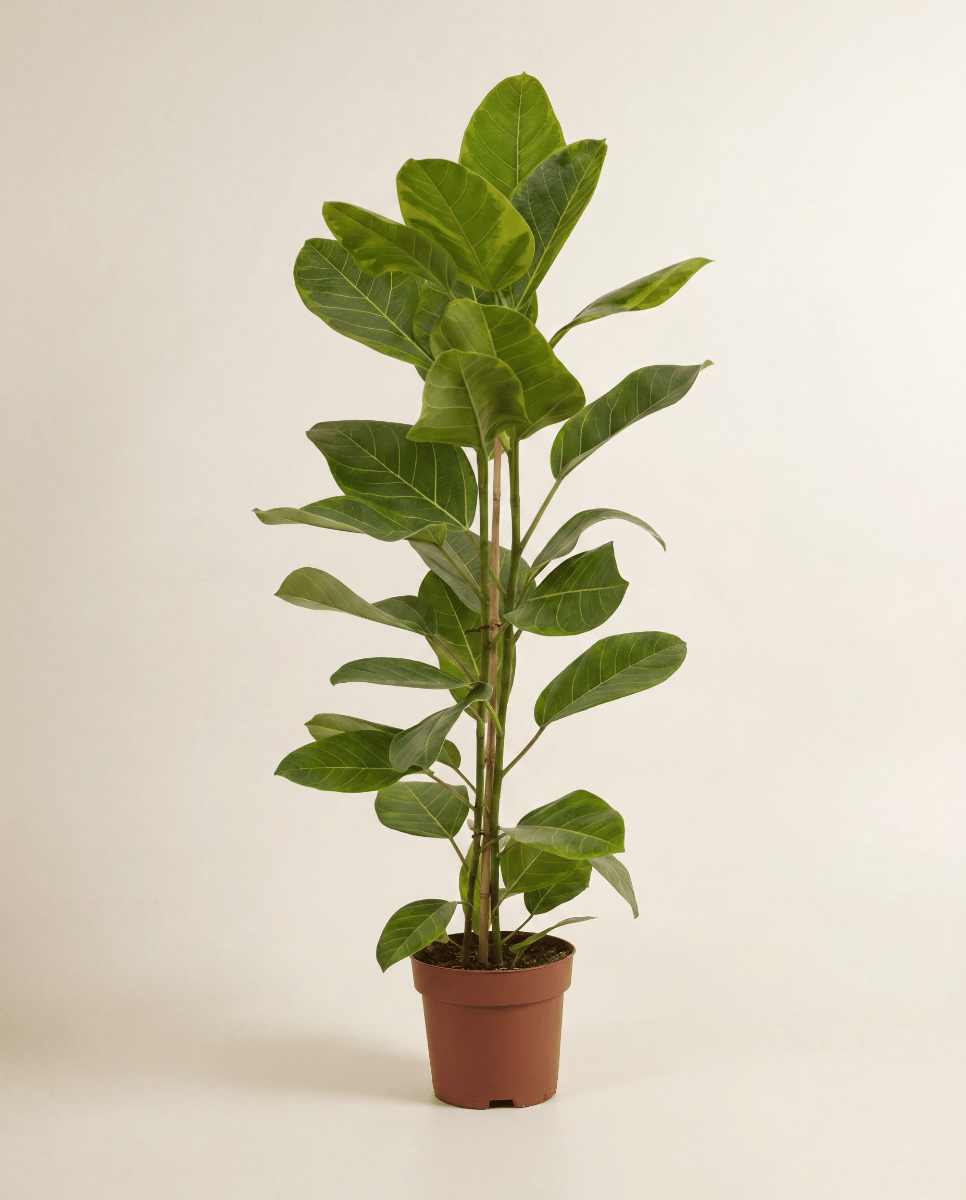 Ficus Tobacco Plant Altissima Yellow