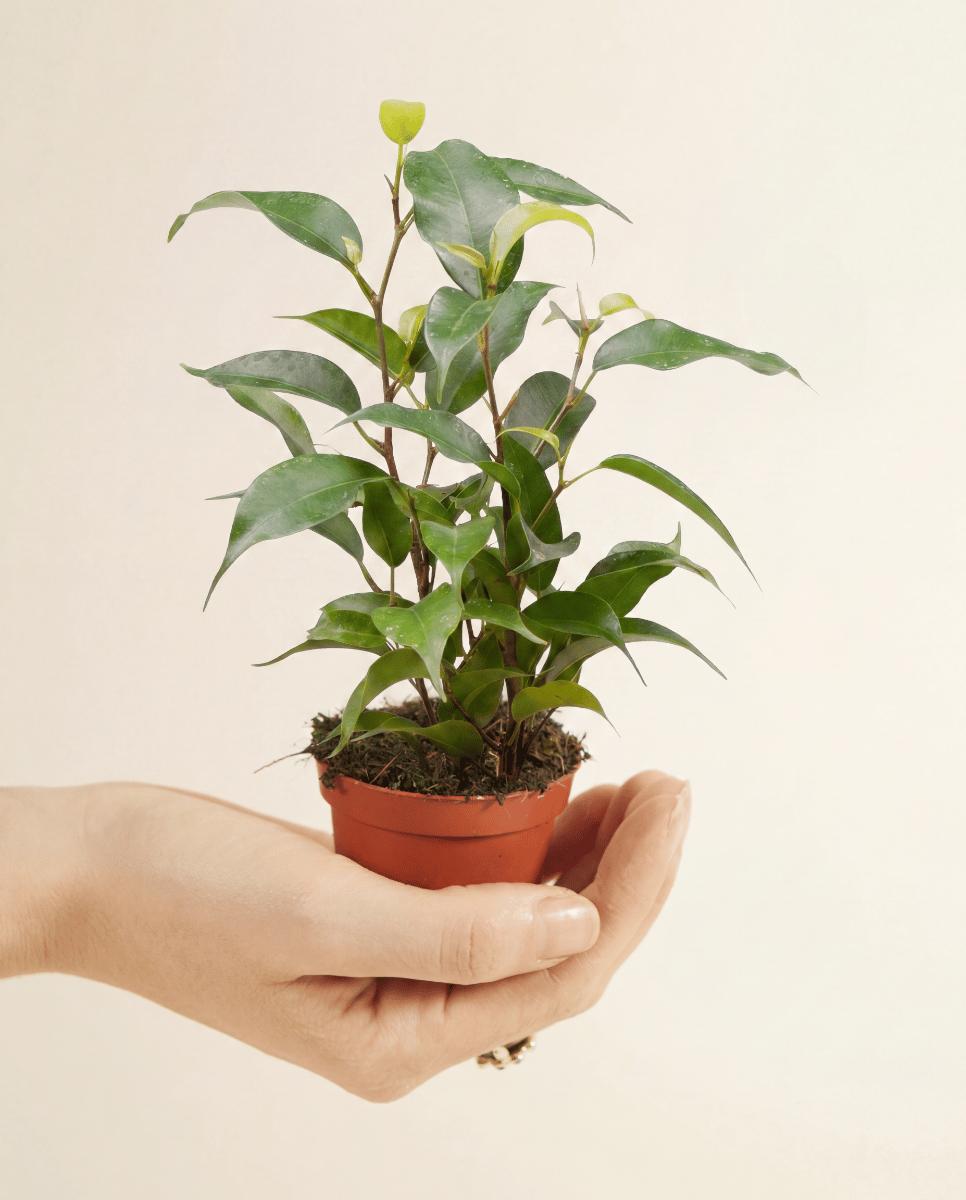 Bébé Ficus Arbre à caoutchouc) Benjamina Natasja