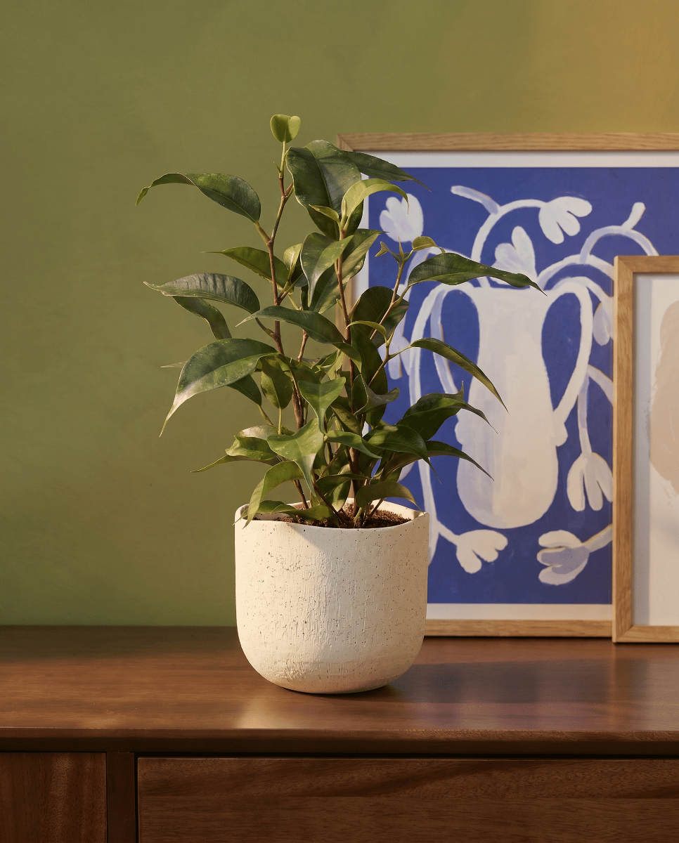 Baby Ficus Gummibaum Benjamina Natasja