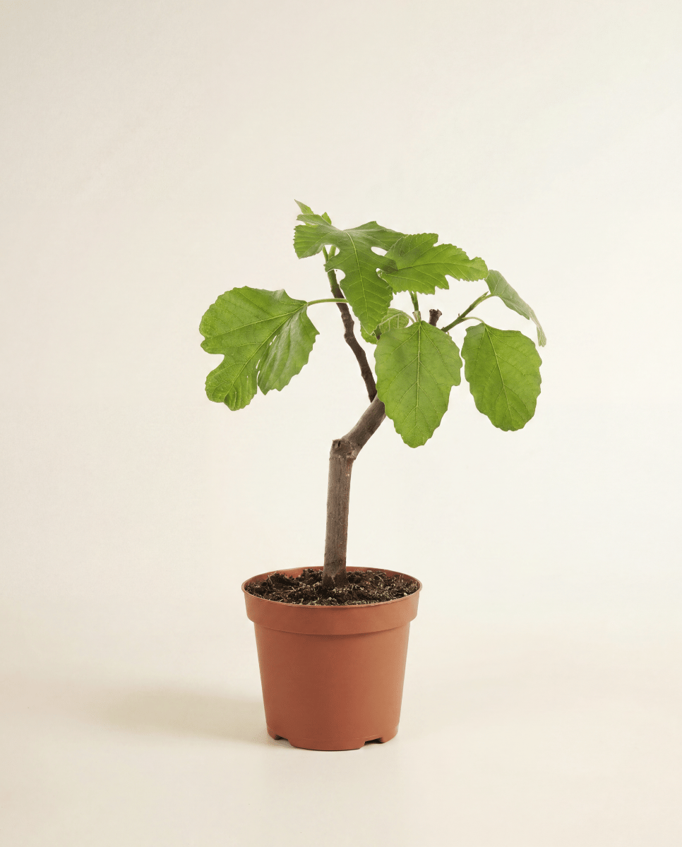 Ficus Tabaksplant Carica Brown Turkey