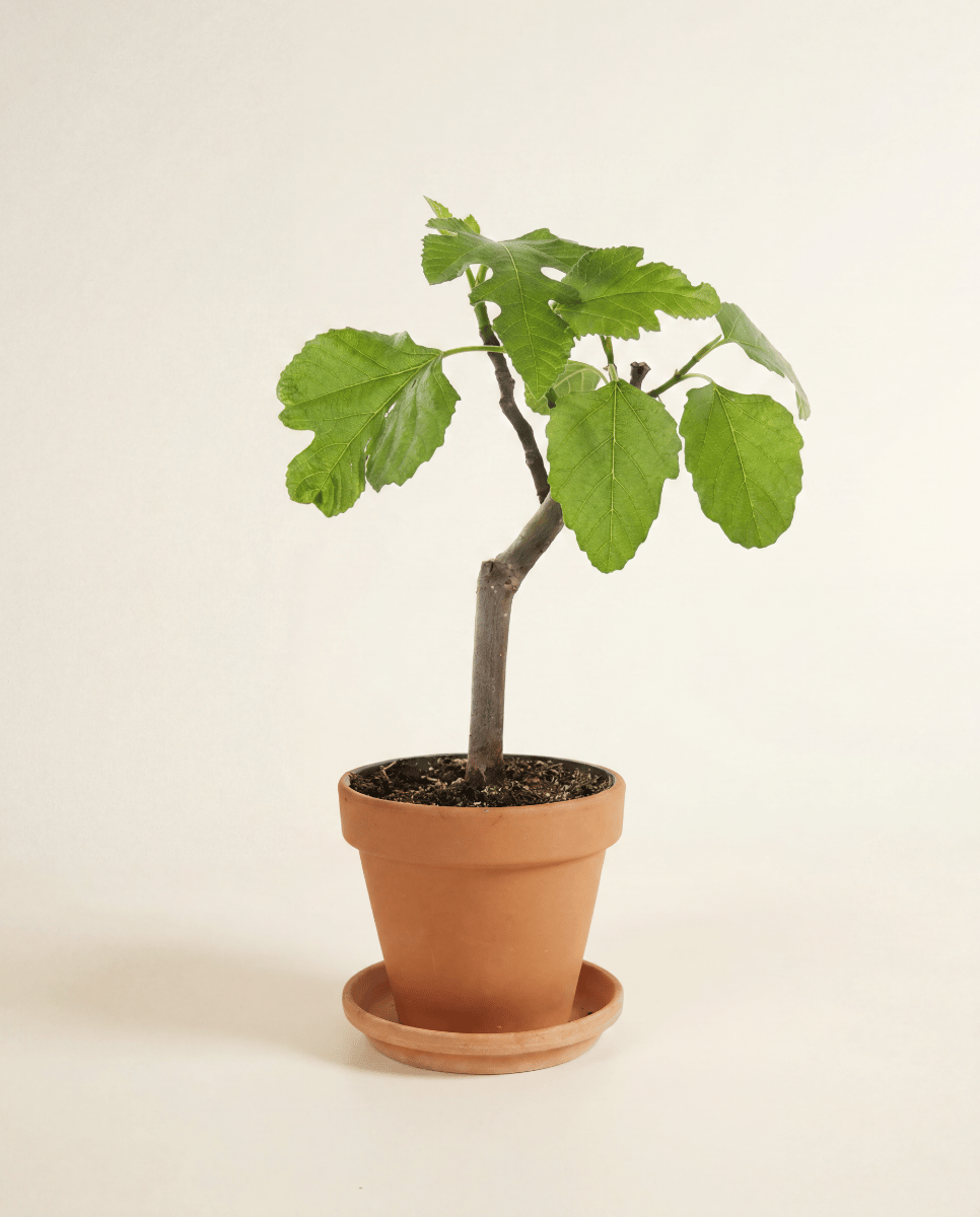 Ficus Fico Carica Brown Turkey