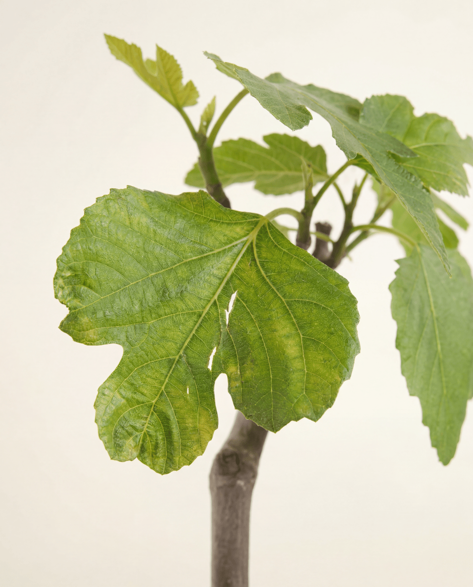 Ficus Fico Carica Brown Turkey