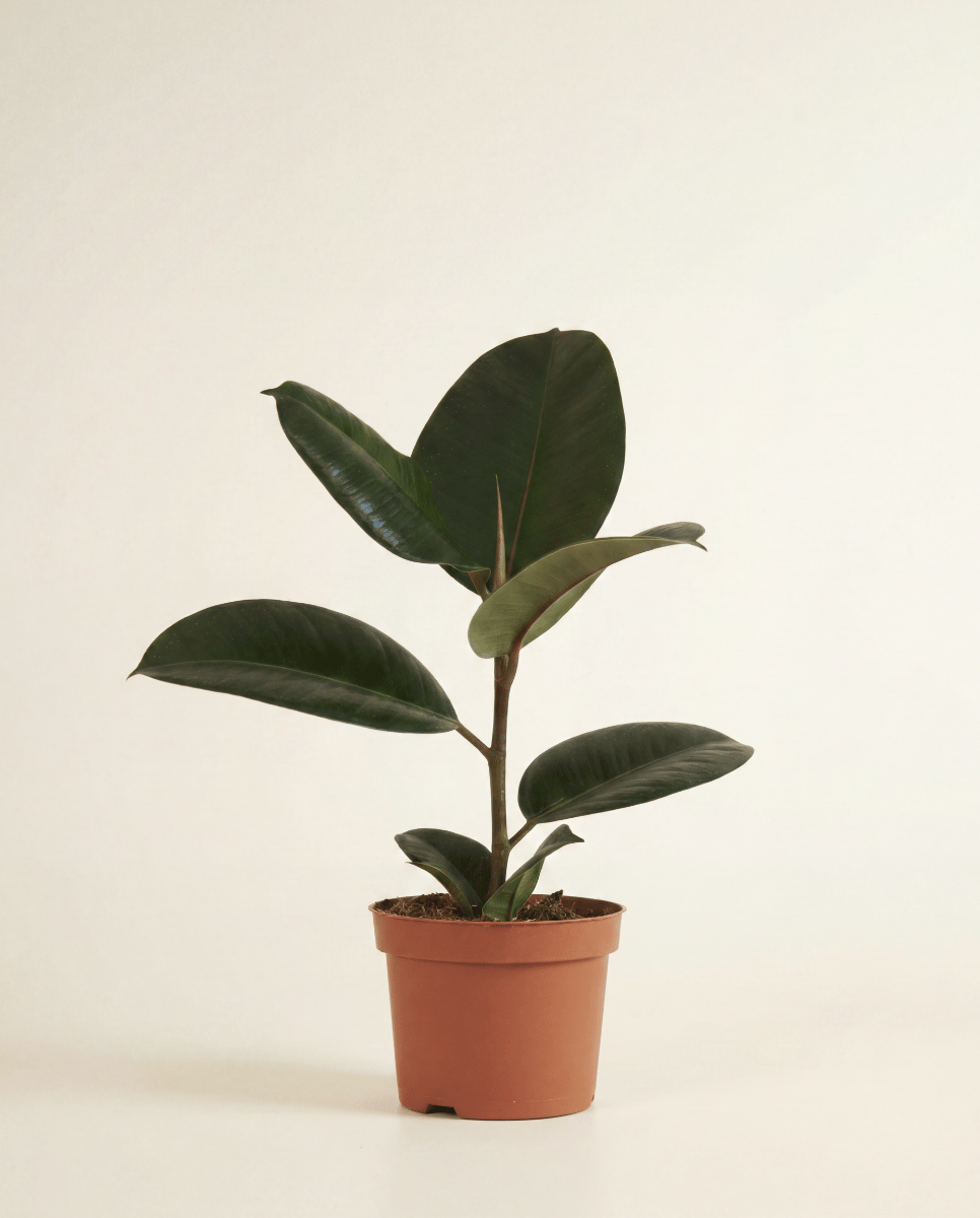 Ficus Tobacco Plant Elastica Abidjan