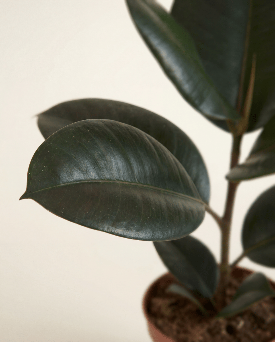 Ficus Tobacco Plant Elastica Abidjan