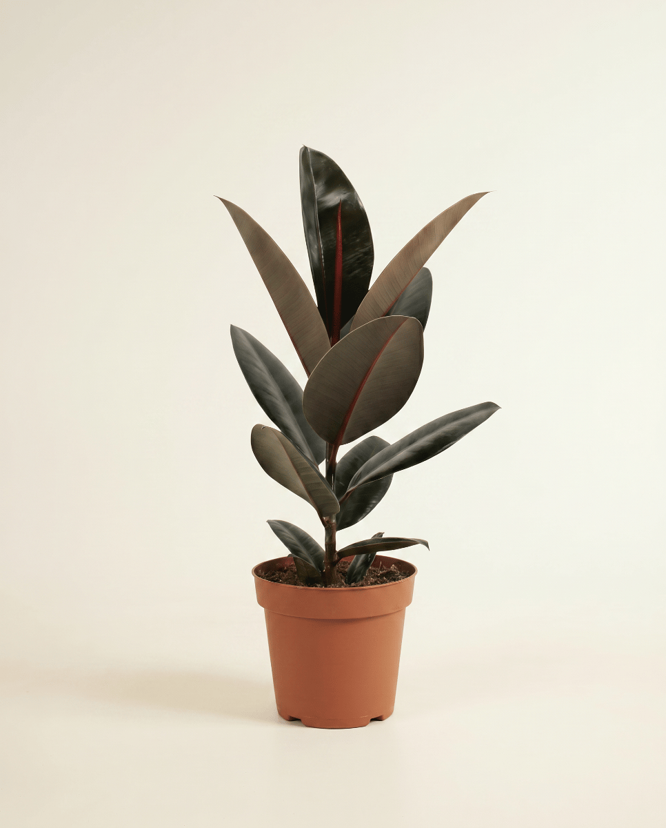 Ficus Tobacco Plant Elastica Abidjan