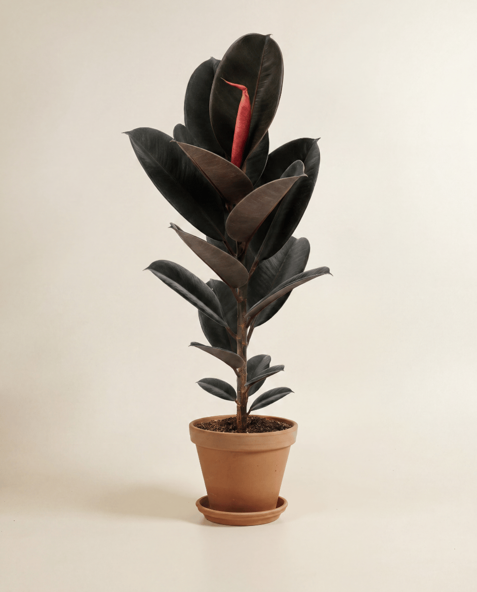 Ficus Higuera Elastica Abidjan
