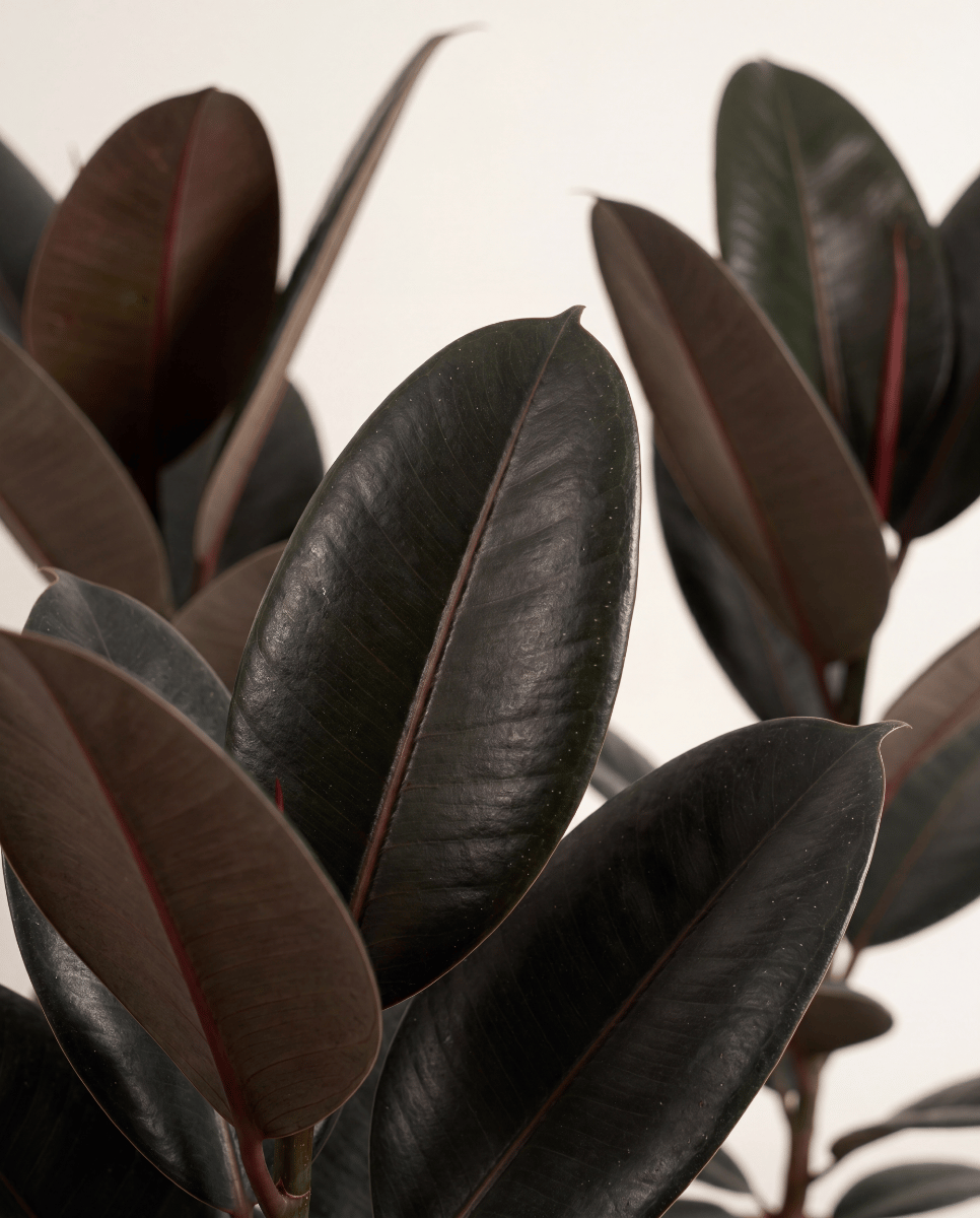 Ficus Higuera Elastica Abidjan