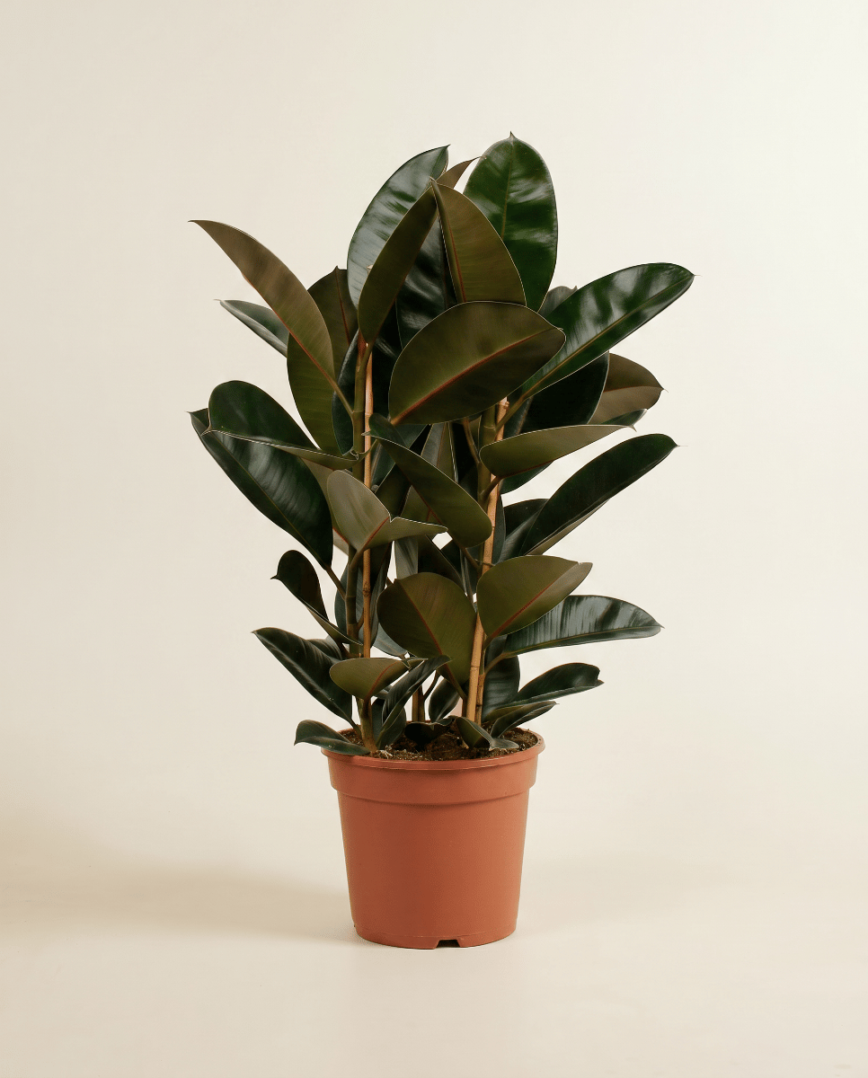 Ficus Fico Elastica Abidjan