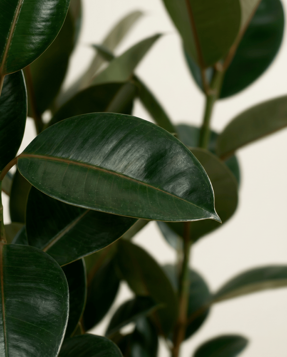 Ficus Gummibaum Elastica Abidjan
