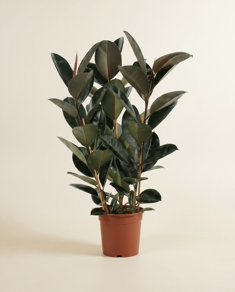 Ficus Fico Elastica Abidjan