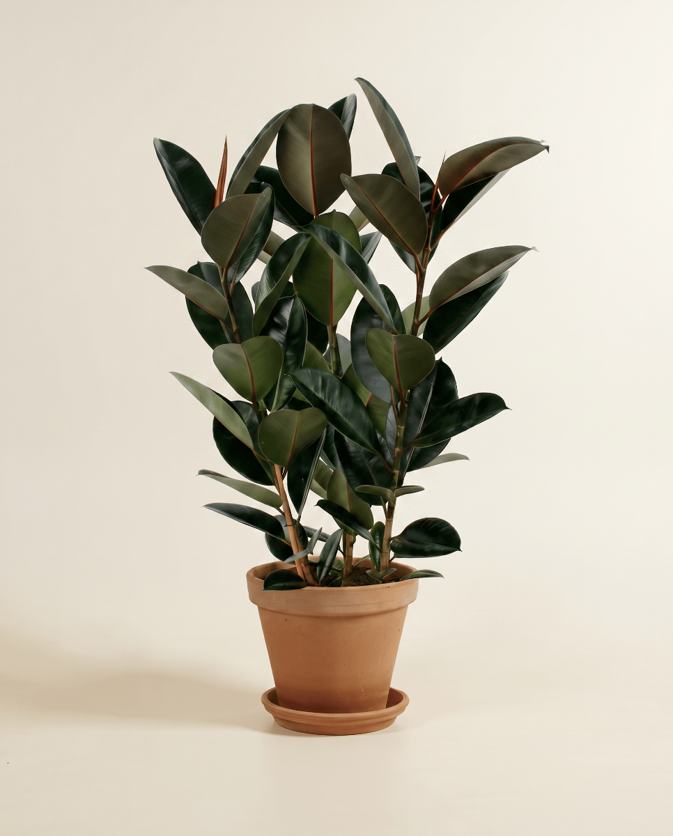 Ficus Tobacco Plant Elastica Abidjan