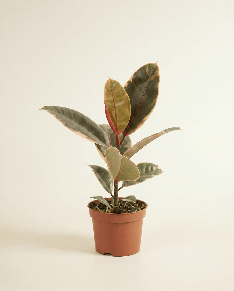 Ficus Tobacco Plant Elastica Belize