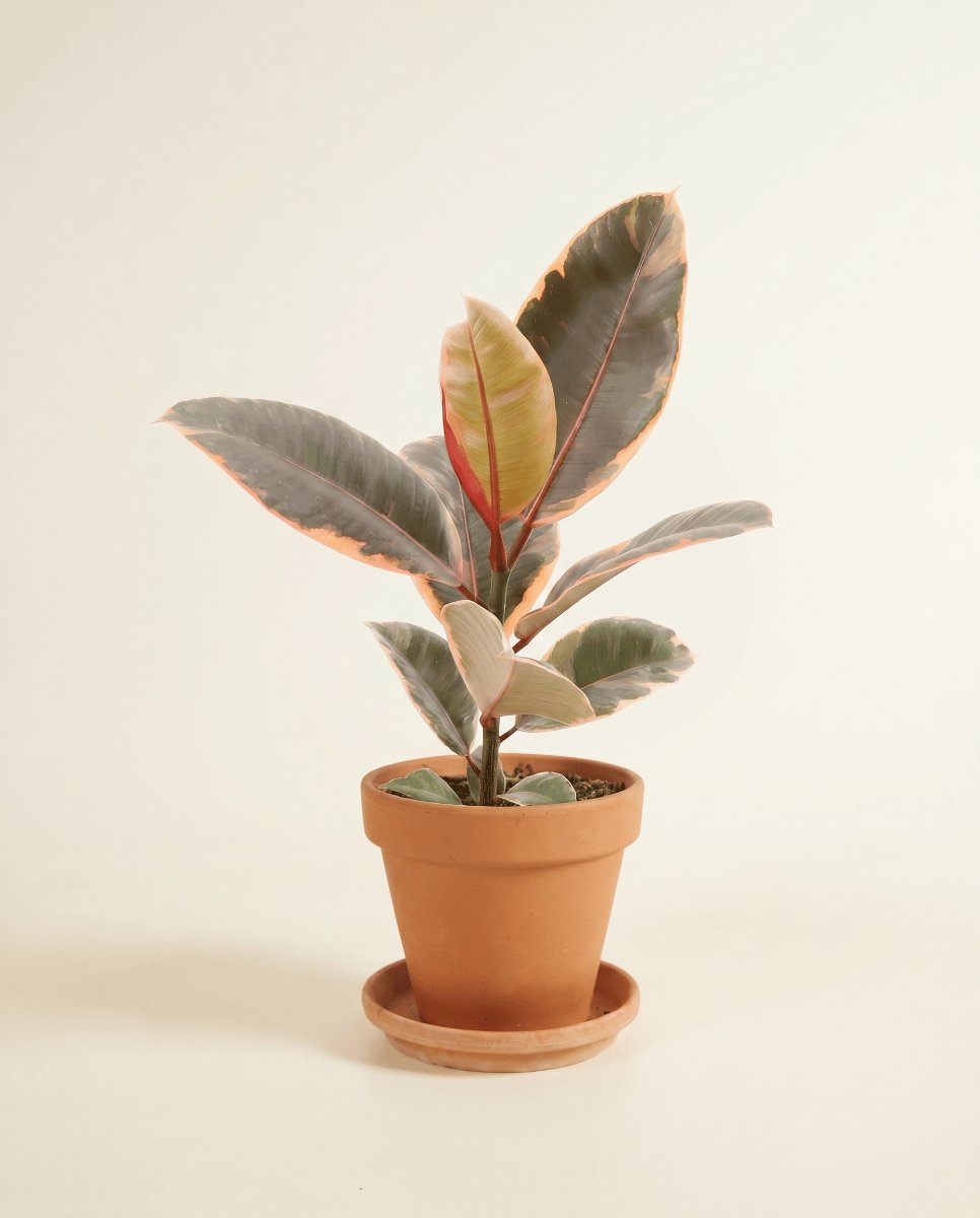 Ficus Gummibaum Elastica Belize