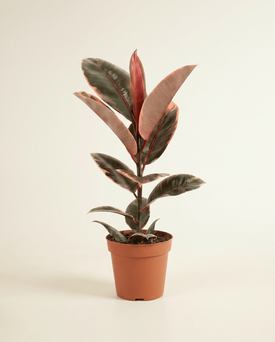 Ficus Fico Elastica Belize