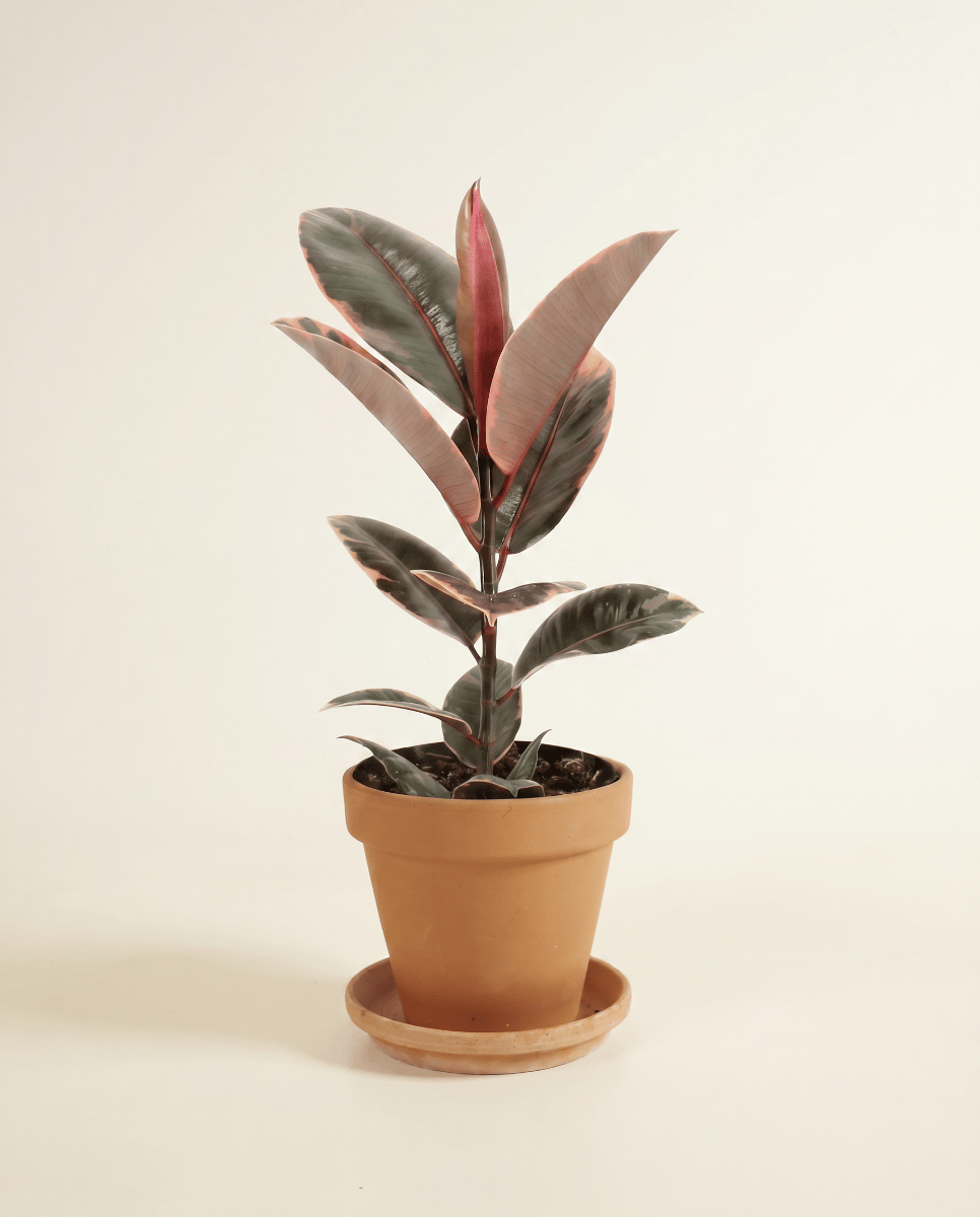 Ficus Arbre à caoutchouc) Elastica Belize