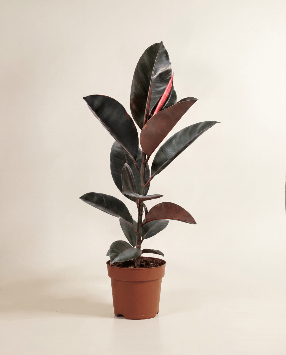 Ficus Fico Elastica Belize