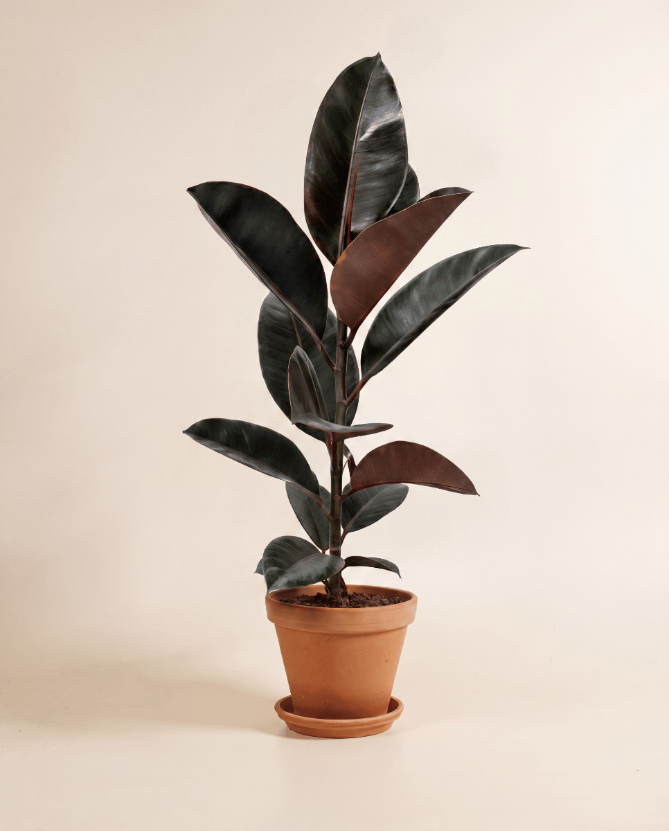 Ficus Tobacco Plant Elastica Belize