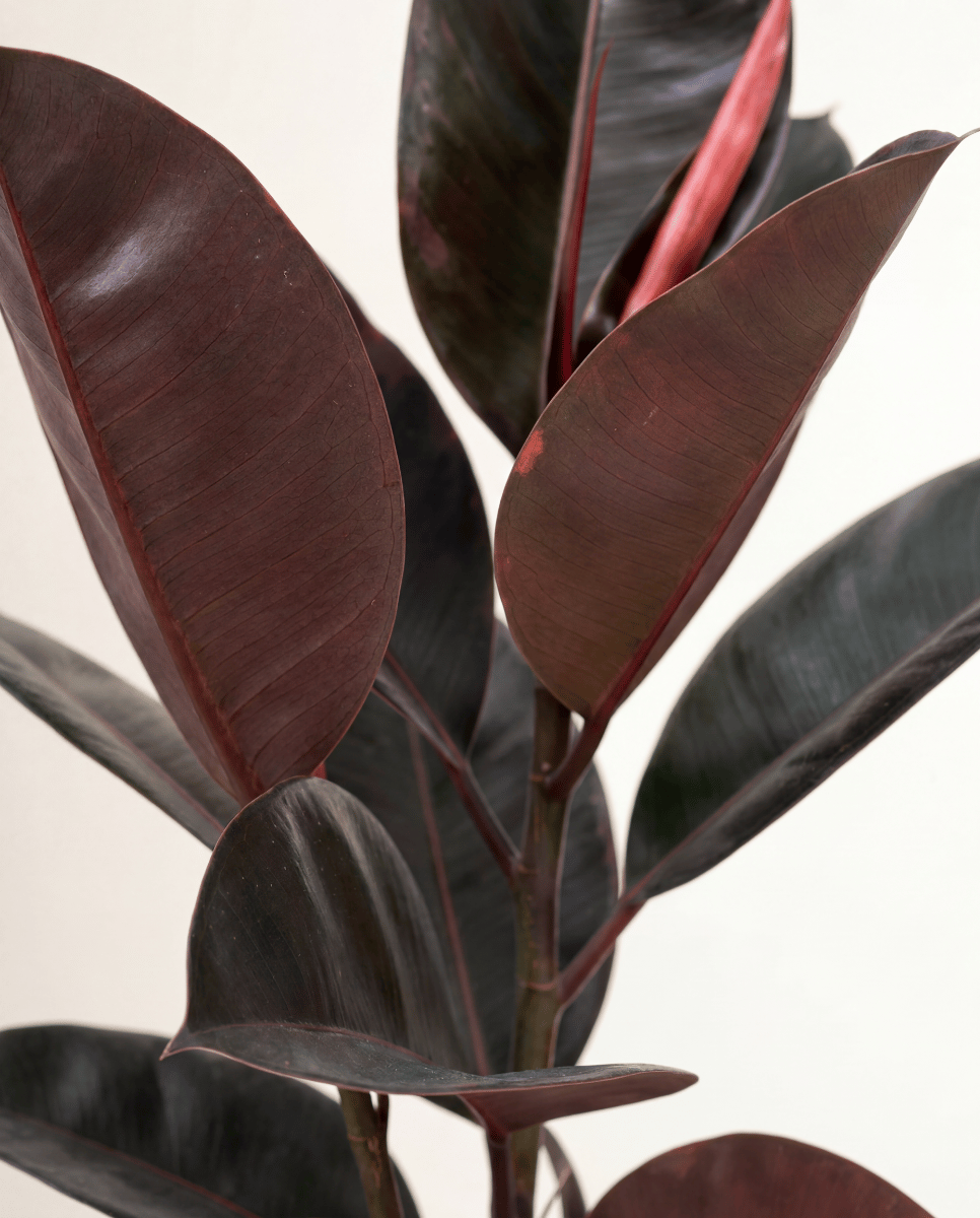 Ficus Tobacco Plant Elastica Belize