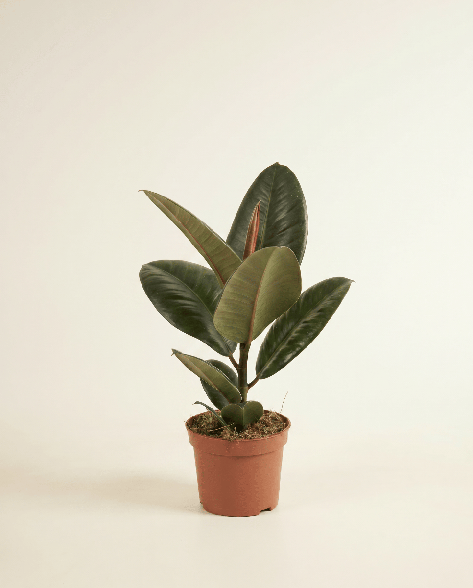 Ficus Tobacco Plant Elastica Robusta