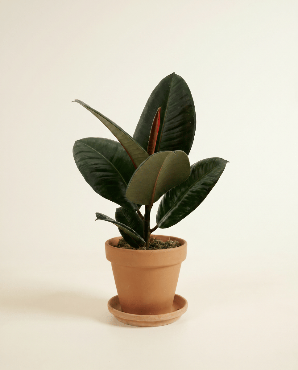 Ficus Tabaksplant Elastica Robusta