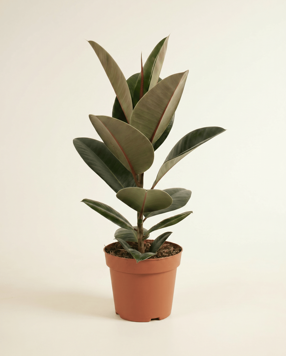 Ficus Tobacco Plant Elastica Robusta
