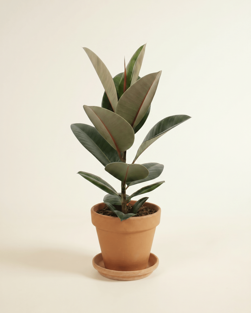 Ficus Arbre à caoutchouc) Elastica Robusta