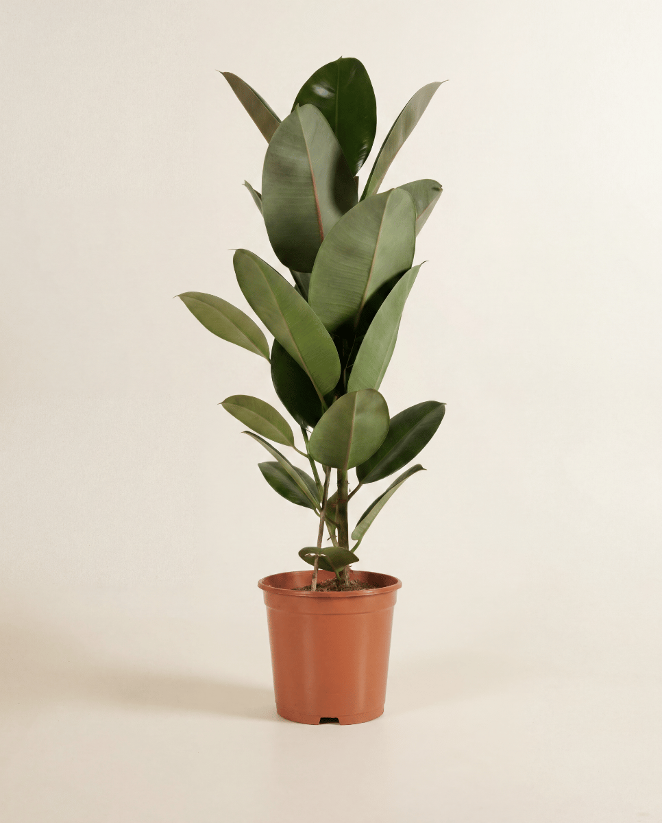 Ficus Tobacco Plant Elastica Robusta